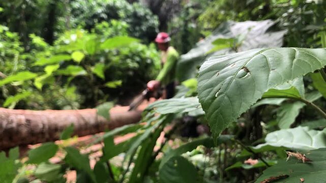 logger is using a chainsaw to slice a mature coconut tree for lumber in a forested farm field. Blurs