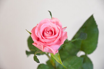 ピンクのばら