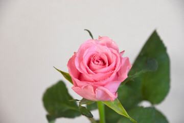 ピンクのばら