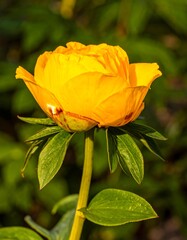Close-up of vibrant yellow peony