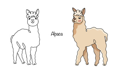 Alpaca