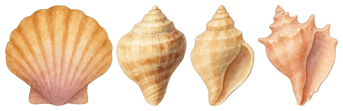 PNG Colorful seashells collection illustration, element set on transparent background