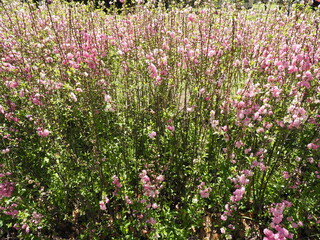 Obraz premium field of pink flowers