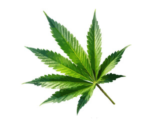 Cannabis leaf vector illustration isolated on white or transparent background