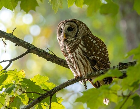Majestic barred owl perched serenely in a leafy canopy