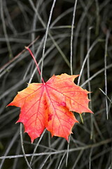 Red maple leaf in dry grass.