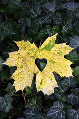 Yellow maple leaf with heart on green ivy.
