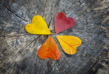 Color leaves on wooden background. Autumn hearts.