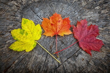 Three color leaves on wooden background.