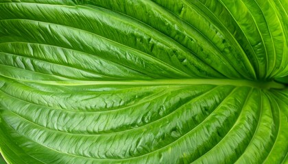 Close-up of a vibrant green leaf (6)