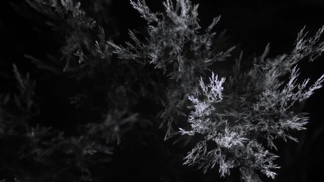 detailreiche filigrane organische Struktur &ndash; faszinierendes Gew&auml;chs, Alge, Gewebe, Forschung, Natur, Biologie,  Wissenschaft, Forschung, grau