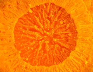 High-Resolution Macro Shot of Turmeric Cross Section