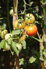 Beautiful tomatoes planted on a branch in a greenhouse in front of a shallow depth of field, copy space, organic tomatoes ready to be harvested and sold in the market
