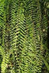 Macro closeup of green fern leaves showing the texture and pattern of foliage in the forest