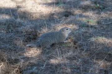 Fototapeta premium A speckled ground squirrel crouches on dry soil and grass