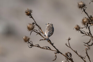 A small bird of whinchat  with streaked plumage perches delicately on a dry, thorny plant, framed by a softly blurred background.