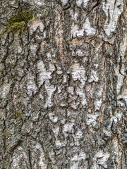 The texture of the birch bark.