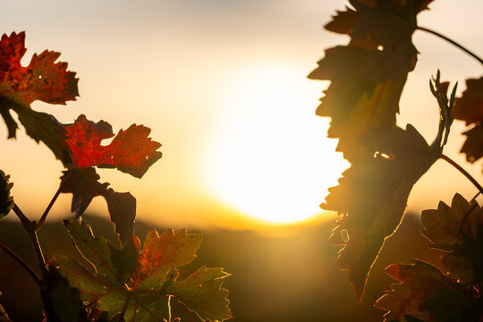 Autumn vineyards in La Rioja Spain with grape leaves against sunlight, capturing the symbolic essence of harvest season in the denomination of origin wine region