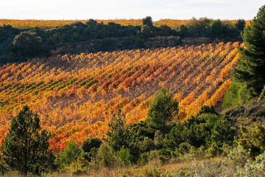 Autumn vineyards in La Rioja Spain with golden rows covering rolling hills, representing viticulture and the denomination of origin wine production in the region