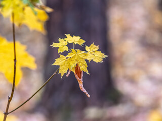 Maple branches with yellow leaves in autumn, in the light of sunset.