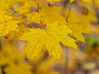 Maple branches with yellow leaves in autumn, in the light of sunset.