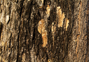 Closeup of rough brown tree bark texture in nature