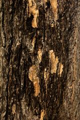Closeup of rough brown tree bark texture in nature
