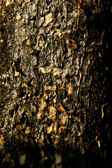 Closeup of rough brown tree bark texture in nature