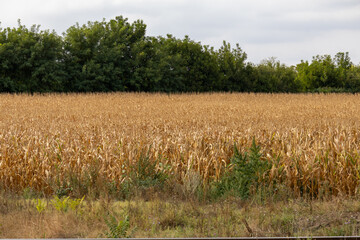 Wide view of a dry cornfield ready for harvest with trees in the background