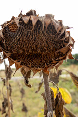 Detailed close-up of a dry sunflower head filled with seeds in a rural farmland