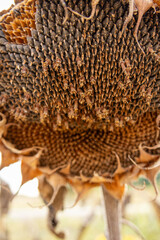 Detailed close-up of a dry sunflower head filled with seeds in a rural farmland