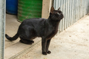 Close-up of a black cat with green eyes sitting outdoors in a rustic environment
