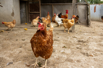 Group of free range chickens walking in a rustic farmyard near a wooden shelter