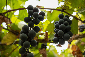 Close-up of ripe black grapes growing in clusters on a vineyard vine with green leaves