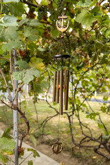 Countryside garden with grapevines covering a pathway, creating a natural green canopy