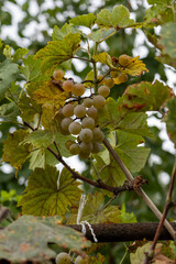 Close-up of yellow-green grapes growing in clusters on the vine during harvest season