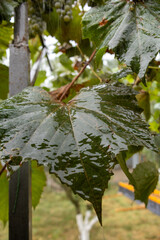 Close-up of fresh green grapevine leaves covered in rain drops after rainfall