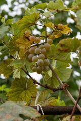 Close-up of yellow-green grapes growing in clusters on the vine during harvest season