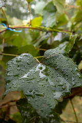 Close-up of fresh green grapevine leaves covered in rain drops after rainfall