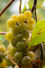 Close-up of yellow-green grapes growing in clusters on the vine during harvest season