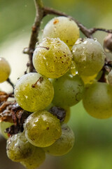Close-up of yellow-green grapes growing in clusters on the vine during harvest season