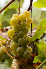 Close-up of yellow-green grapes growing in clusters on the vine during harvest season
