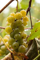 Close-up of yellow-green grapes growing in clusters on the vine during harvest season