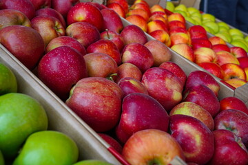 Apples are arranged in containers in a large garden. Harvesting.