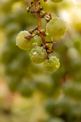 Detailed macro shot of green grapes on the vine with blurred background
