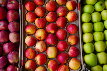 Apples are arranged in containers in a large garden. Harvesting.