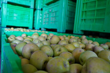Apples are arranged in containers in a large garden. Harvesting.