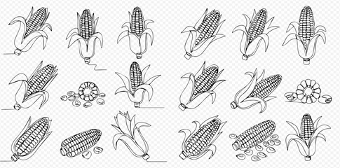 Detailed line art illustrations showcasing various forms of corn, including cobs with husks, peeled ears, and individual kernels.