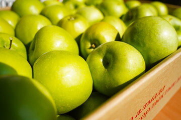 Apples are arranged in containers in a large garden. Harvesting.