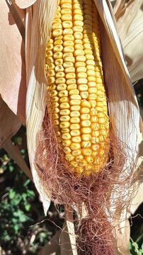 Mazorca de maiz para cosechar